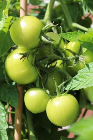 西红柿, 绿色, 不成熟, 花园, 蔬菜, 番茄灌木, 穗