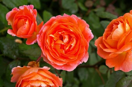 上升, 橙玫瑰, 香味玫瑰, 玫瑰花园, 开花, 绽放, 玫瑰绽放