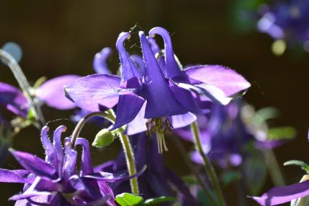 科伦拜恩, 耧, 花, 紫罗兰色, 紫色, 野生花卉, 小屋庭院植物