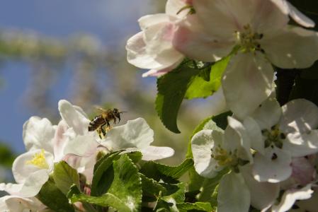 蜜蜂, 开花, 绽放, 宏观, 昆虫, 植物, 花
