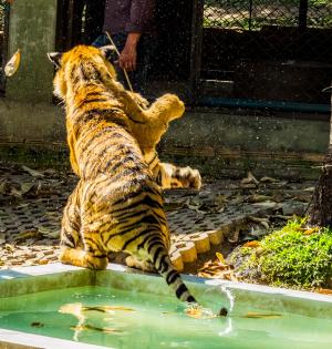老虎, 猫, 驯服, 老虎动物园, 泰国