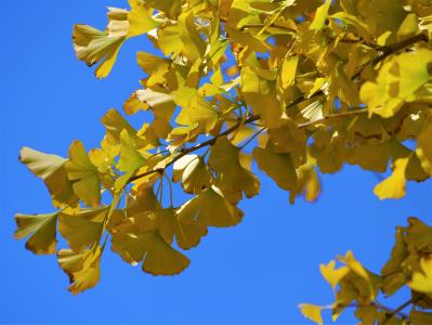 黄色的树叶, 银杏树, 孔雀树, 红色, 黄, 绿色, 蓝色