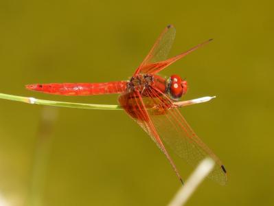 蜻蜓, 红蜻蜓, 池塘, 有翅膀的昆虫, 虫 trithemis