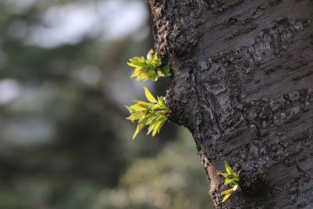 树, 萌发, 春天, 自然