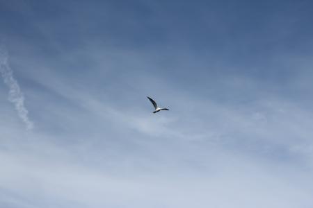 鸟, 飞行, 海鸥, 天空