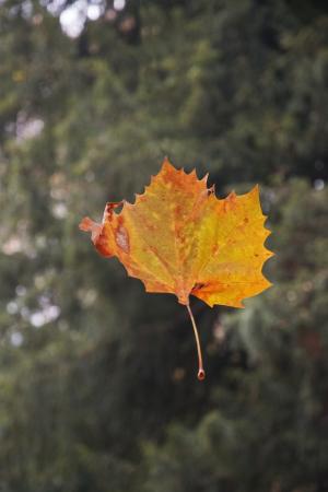 叶, 秋天, 干枯的落叶, 叶子, 秋天的树林, 飞行, 秋天