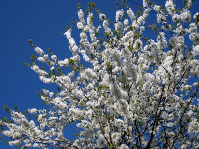 开花, 五月, 春天, 绽放, 白色, 树, 4 月
