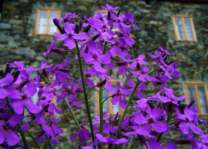 紫色的小花, 春天的花朵, 花卉园