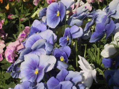 花, 三色堇, 蓝色, 自然, 花, 植物, 紫色