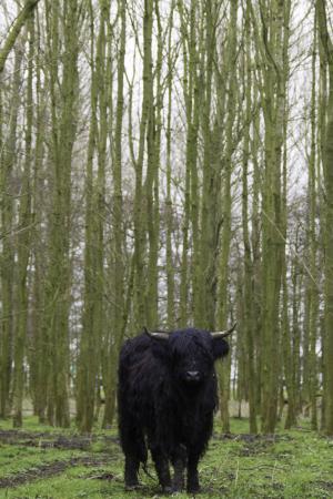 黑色, 苏格兰, 汉兰达, 母牛, 牛, 森林, 苏格兰高地