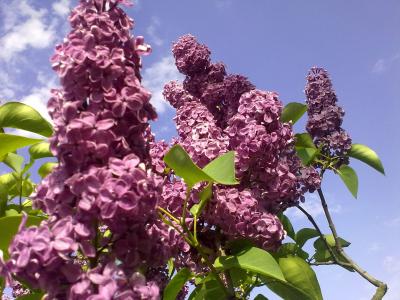 自然, 紫罗兰色, 丁香, 关于, 春天, 夏季紫丁香