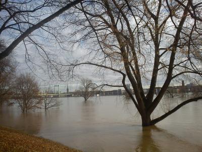 洪水, 科隆, 树在水中, 河, 树, 水
