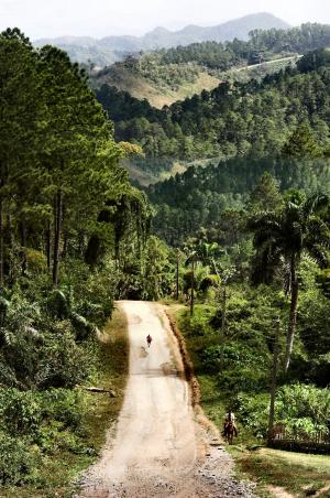 森林, 道路, 景观, 自然, 古巴, 特立尼达和多巴哥