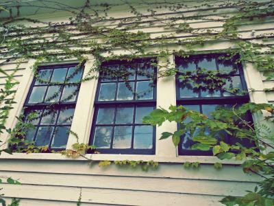 玻璃, 房子, 常春藤, 叶子, 杂草丛生, 植物, 反思