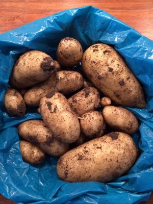 马铃薯, 收获, 新土豆, 夏季
