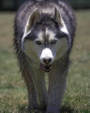 西伯利亚雪橇犬, 赫斯基, 狗