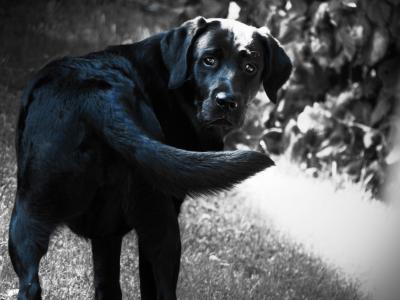 拉布拉多, 狗, 黑色, 黑色的狗, 宠物, 野生动物摄影, 黑色和白色