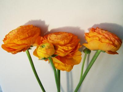 鲜花花束, 橙色, 切花
