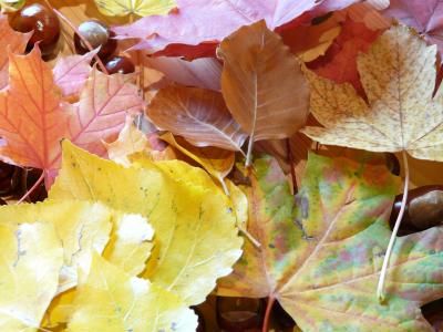 秋天的落叶, 秋天的树叶, 多彩, 枫树, 山毛榉, 林德, 板栗