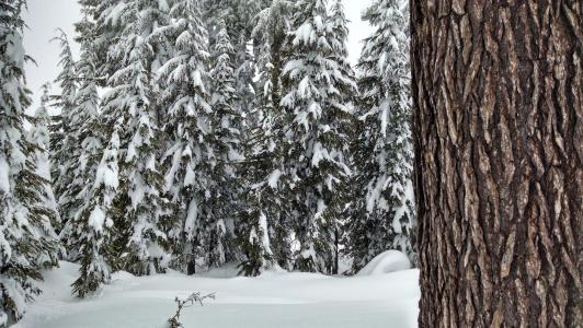 雪, 森林, 树木, 松树, 冬天, 赛季, 自然