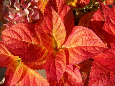 变色绣球叶, 秋天, 红叶, 叶, 自然, 赛季, 红色