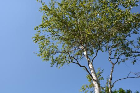 白桦, 木材, 蓝蓝的天空