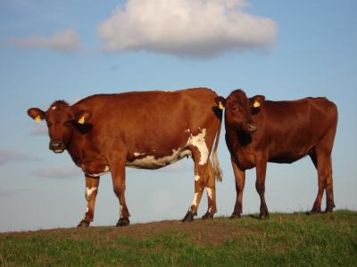 母牛, 牛肉, 牧场, 牲畜, 牛, 棕色, 动物