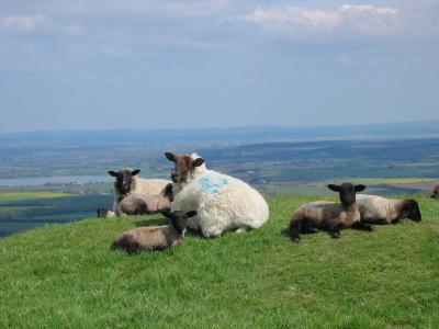羊, 羔羊, 春天, 苏塞克斯, 英格兰, 草, 农场