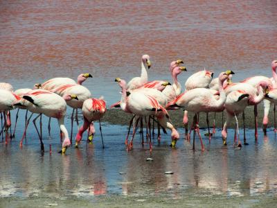 动物世界, 粉红色的火烈鸟, 野生动物摄影