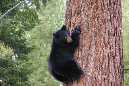 熊, 黑色, 灰熊, 攀爬, 树, 树干, 动物