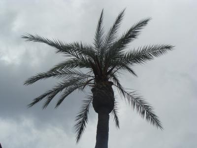 棕榈, 灰色, 风雨如磐