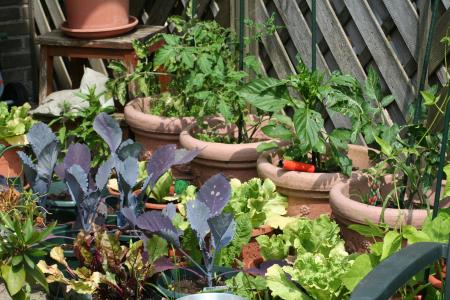 厨房花园, 自我修养, 食品