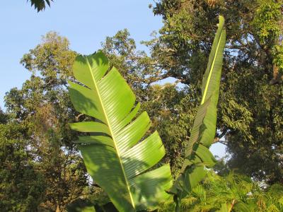 香蕉树叶子, 棕榈叶, 叶, 异国情调, 圣歌, 印度