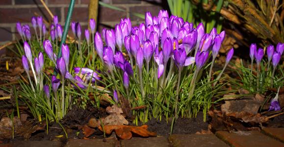 番红花, 花, 三月初, 紫色, 春天的花朵, 紫罗兰色, 花园