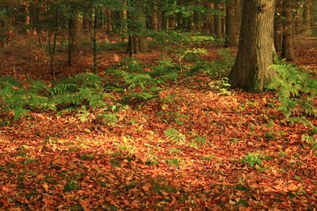森林, 叶子, 秋天, 多彩, 自然, 秋天的树林, 树
