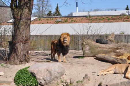 动物园, 雄狮, 贵