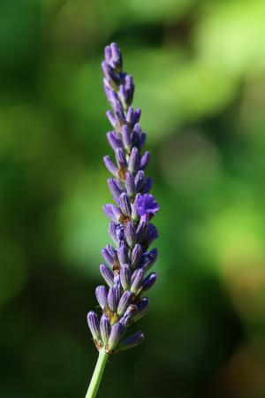熏衣草, 分公司, 花, 紫罗兰色, 自然, 植物, 紫色