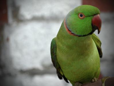 鹦鹉, 绿色, 喙, 鸟, 动物, 羽毛, 自然