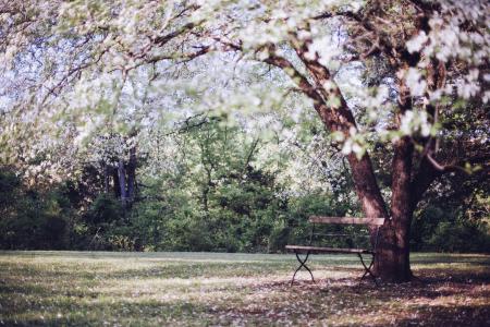 开花的树, 公园的长椅上, 板凳, 休息, 放松, 平静, 宁静