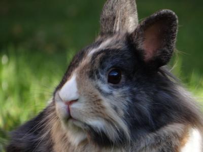 侏儒兔, 野兔, 侏儒兔, 经理, 可爱, 宠物, 软盘的耳朵