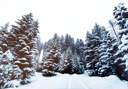 松树, 树木, 白雪皑皑, 字段, 森林, 伍兹, 自然
