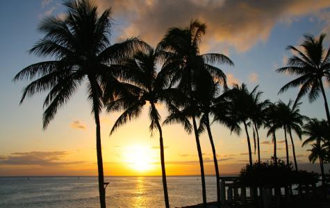 日落, 棕榈, 热带, 天堂, 檀香山, 夏威夷, 公园