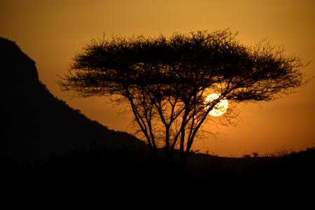 日落, 东, 太阳, 相思, 非洲, 肯尼亚, 野生动物园
