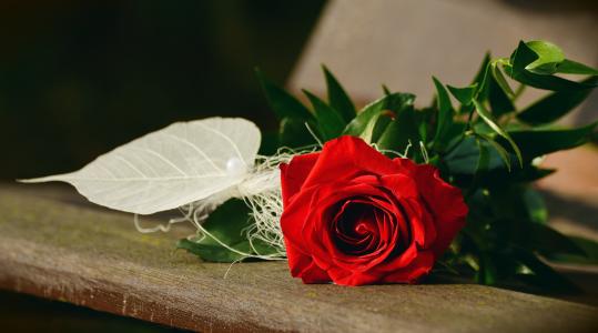 上升, 红玫瑰, 生日, 问候, 情人节那天, 母亲节, 祝贺