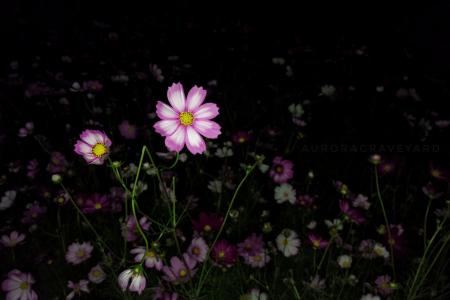 花, 晚上, 极光公墓