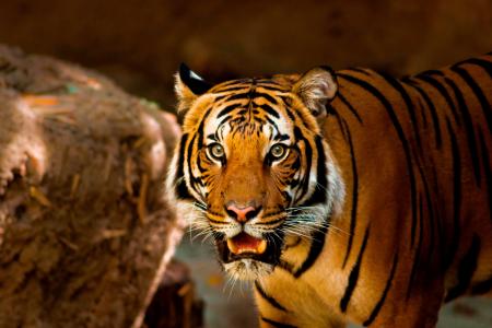老虎, 动物, 自然, 野生, 野生动物, 猫, 动物园
