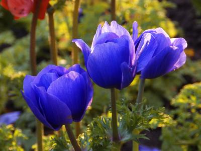 花, 蓝色, 自然, 植物, 野花, 春天