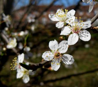开花的树, 白色的花, 春天, 欧登塞, 自然, 丹麦