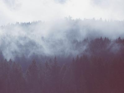 松树, 树木, 包围, 雾, 白天, 森林, 伍兹