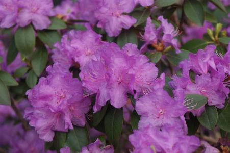 紫色, 花, 紫色的小花, 布什, 春天, 花蕾